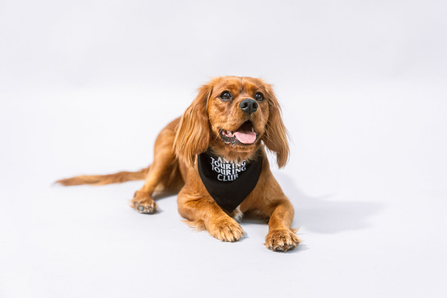 Dog Bandanna